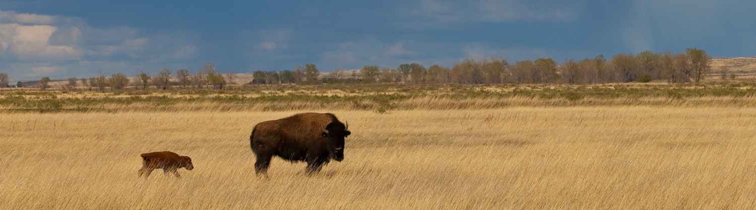 The Buffalo Low Down