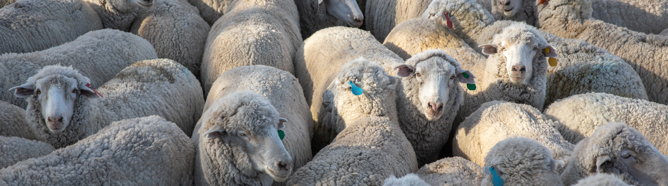 Merino sheep in the Mountain West, USA